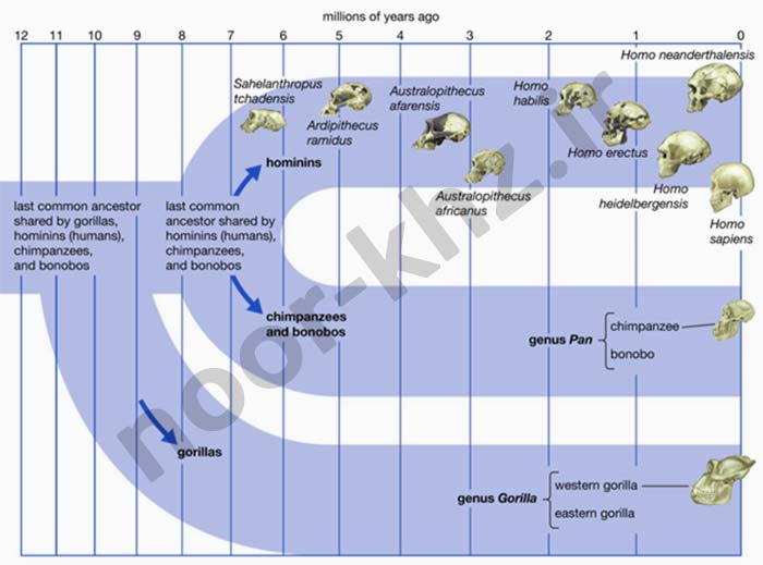 time of human evolution from primates to homo sapiens